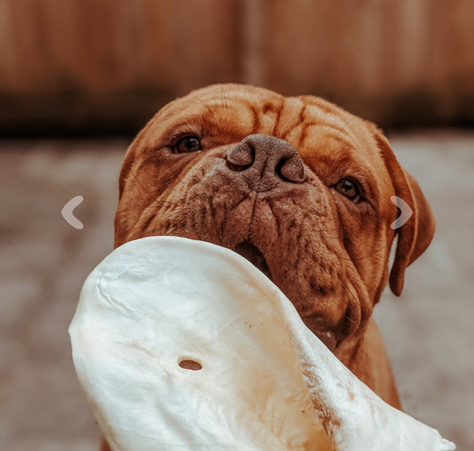Meaty Cow Ear